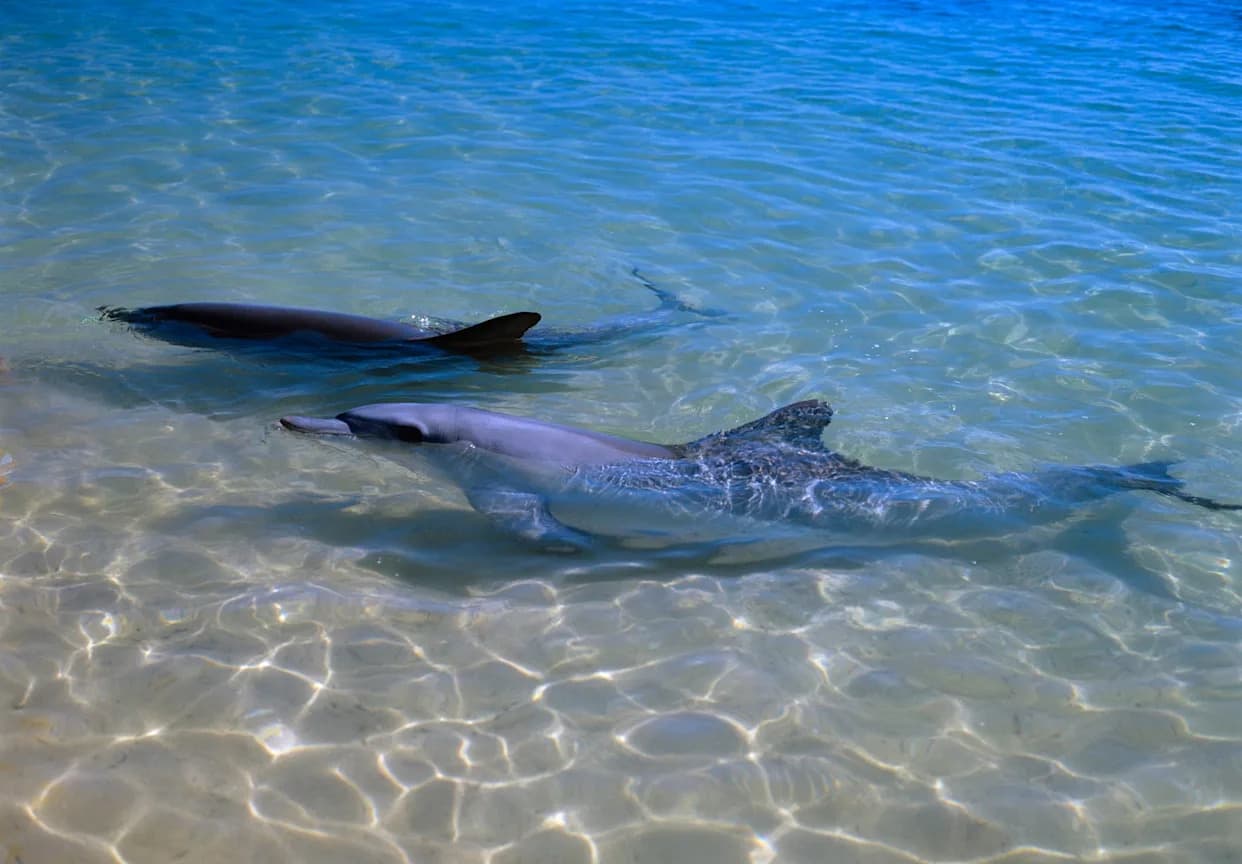 Strong Dolphin Friendships Linked to Slower Biological Aging