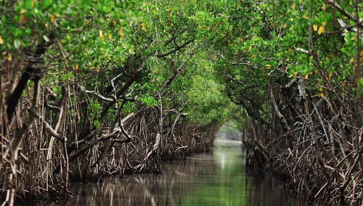 Fiddler Crabs Chew Up Microplastics — And Turn Them Into Nanoplastics That Could Move Up The Food Chain
