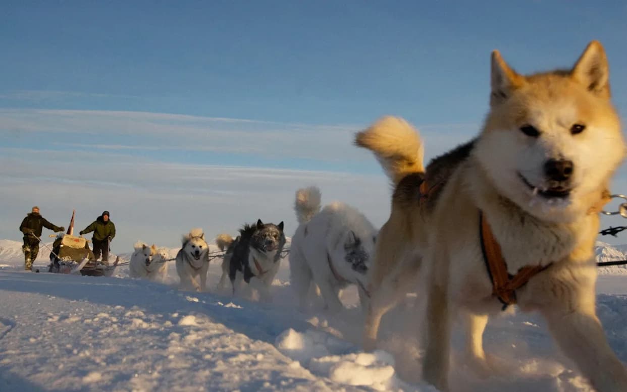 The Sirius Dog-Sled Patrol: Denmark’s Elite Arctic Recon Unit Protecting Greenland