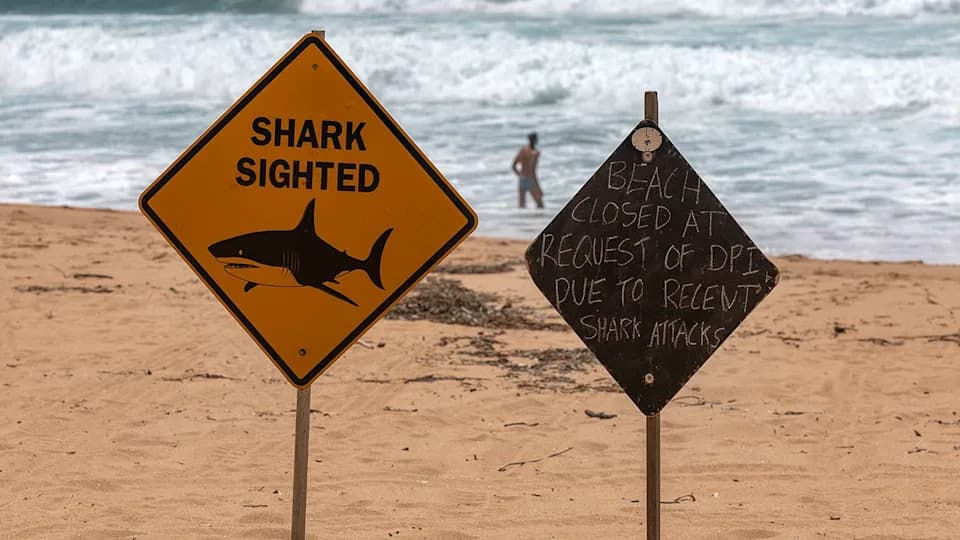 12-Year-Old Nico Antic Dies After Shark Attack Near Sydney Cliff-Jumping Spot