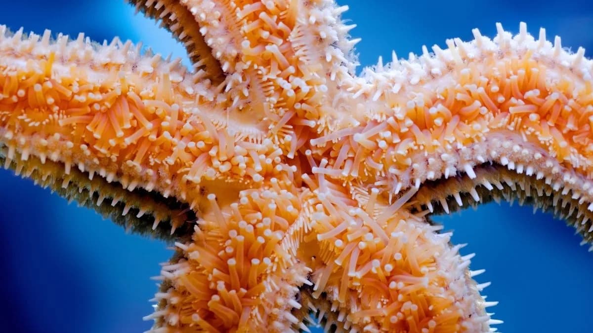 How Starfish Walk Hundreds of Feet Without a Brain — The Clever Science of Tube Feet