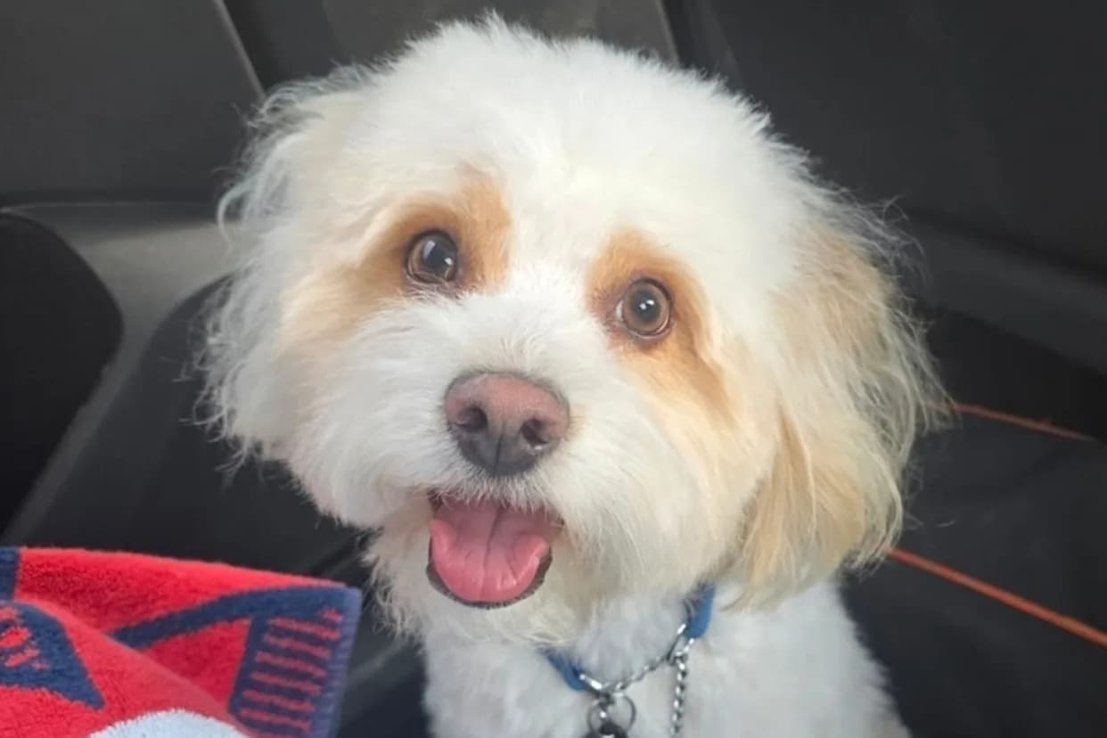 Former Florida Officer Surrenders After Alleged Poisoning Of Ex-Girlfriend’s Maltese Poodle