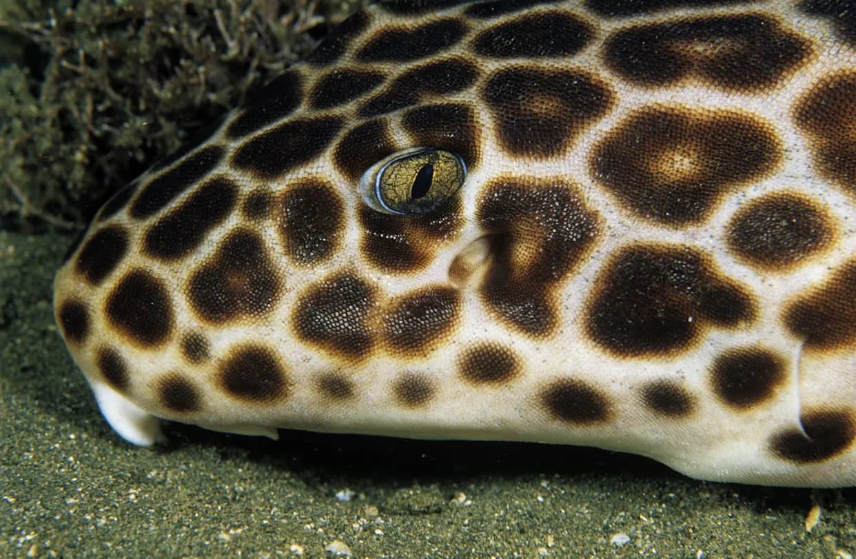 Walking Shark Defies Expectations: Epaulette Shark Reproduces Without an Energy Spike