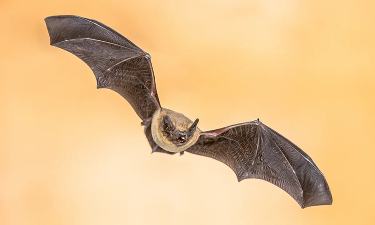 Engineers Build a “Bat Accelerator” — How Echolocating Bats Use Acoustic Flow to Gauge Speed