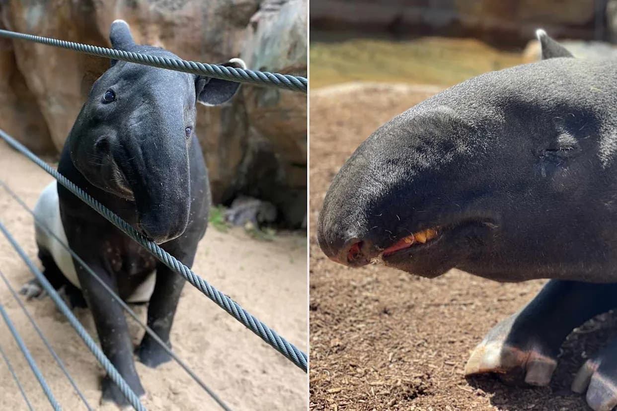 Denver Zoo Confirms Accidental Copper Overdose Killed Two Endangered Malayan Tapirs