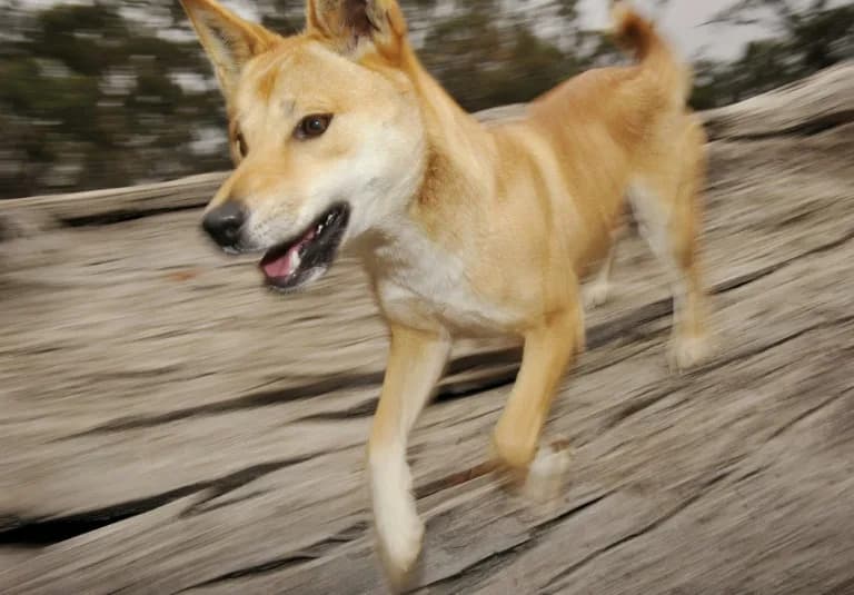 Outcry After Queensland Euthanises Dingoes Linked to Backpacker’s Death on K’gari