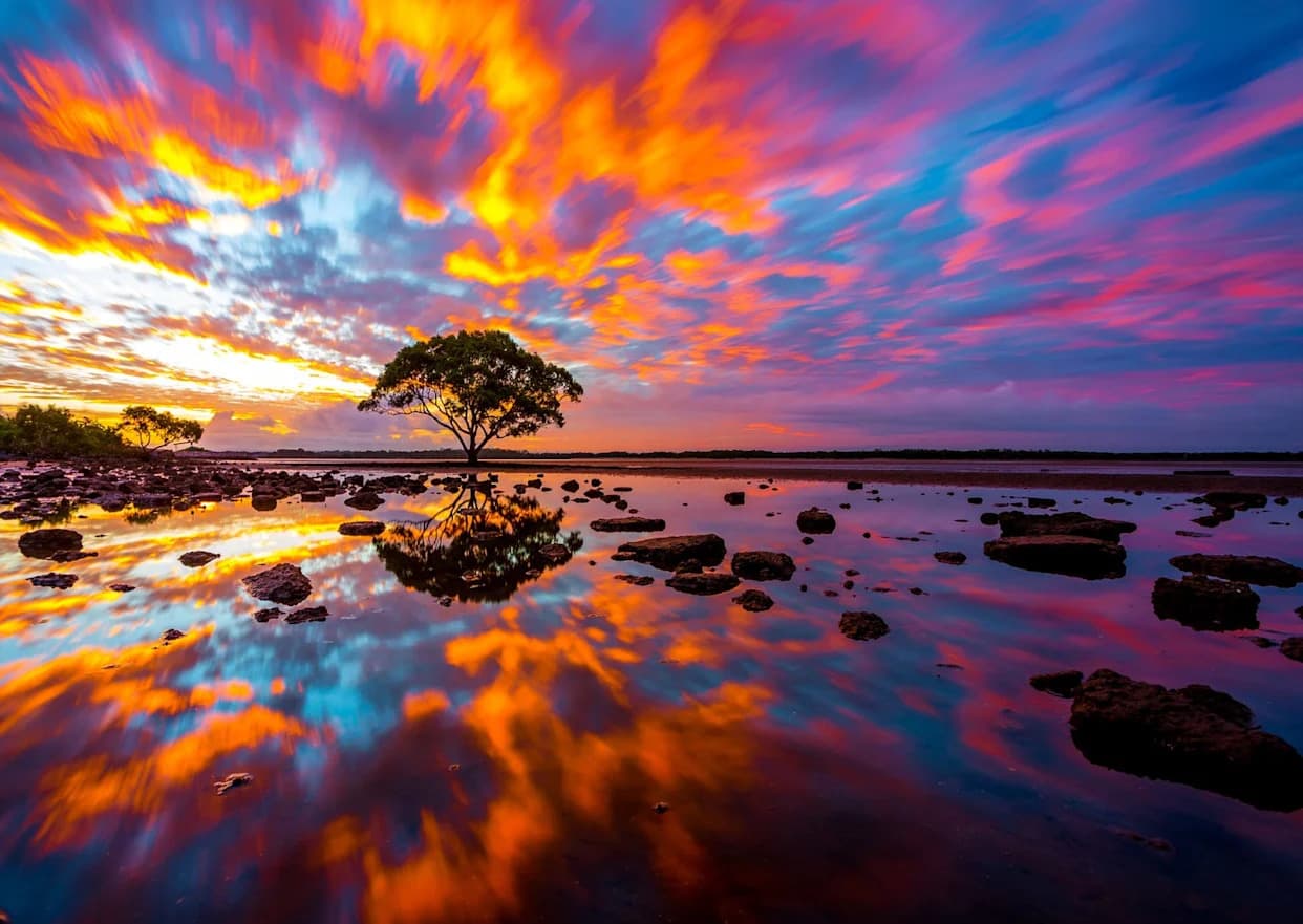 Comb Jelly Confirmed As The First Branch On The Animal Tree Of Life — Chromosomal Study Settles 600‑Million‑Year Debate