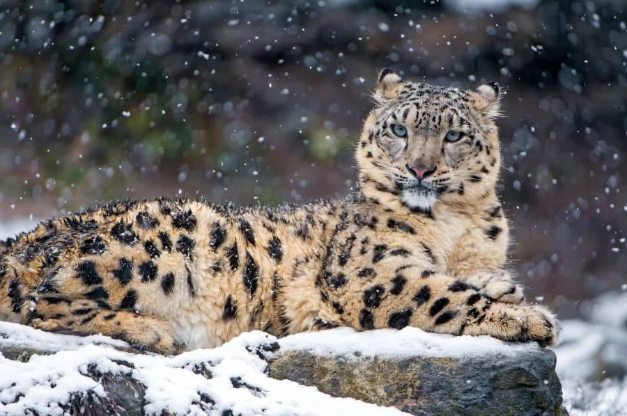 Snow Leopard Bites Tourist in Xinjiang After She Exited Car to Photograph It