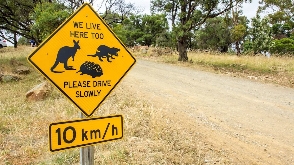 From Roadside Tragedy to Scientific Treasure: How Roadkill Fuels Research
