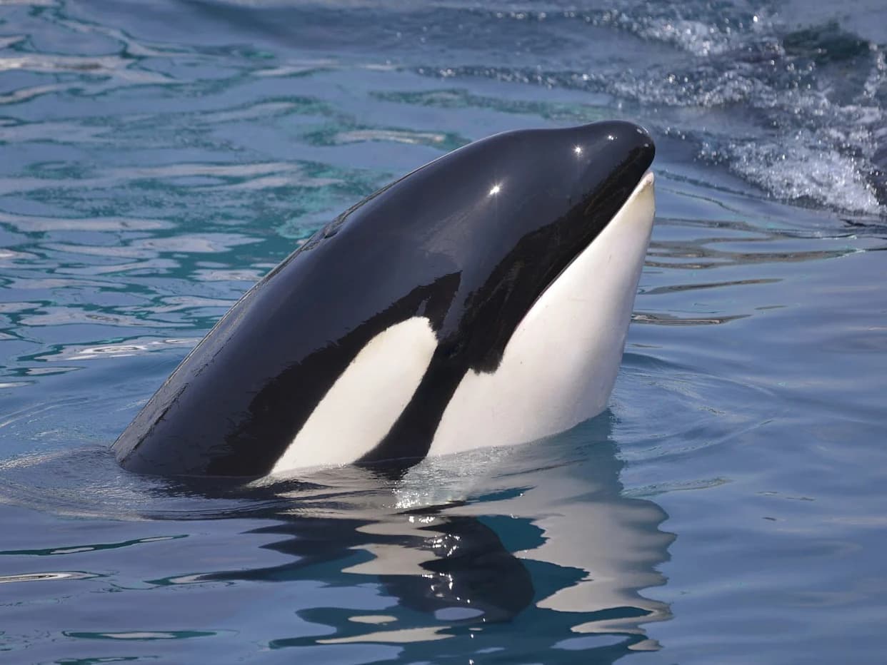 Silent Hunters: Orcas Eavesdrop on Dolphins' Echolocation to Find Salmon