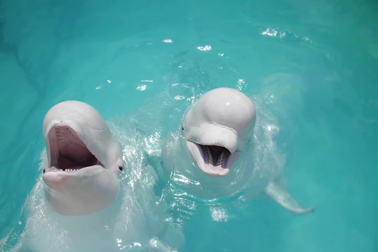 Conditional Reprieve: Canada Approves Export Permits To Move 30 Belugas And 4 Dolphins From Marineland To U.S. Aquariums