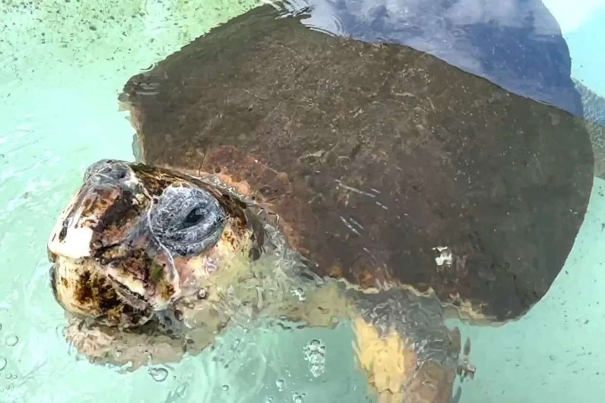 Three-Finned Loggerhead 'Pyari' Returns to the Sea After Predator Attack, Joins Pioneering Satellite Study