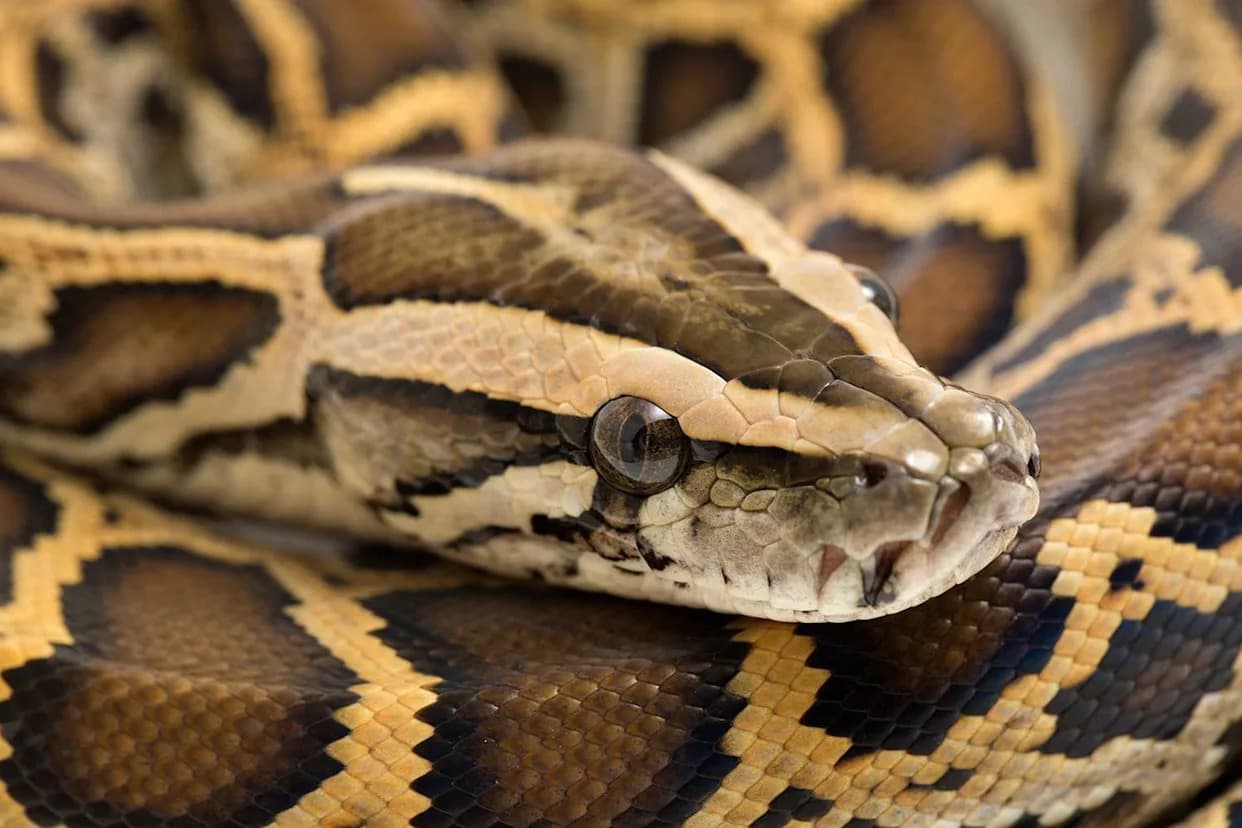 Florida Cold Snap Threatens Native Reptiles — Invasive Burmese Pythons Appear To Be Adapting