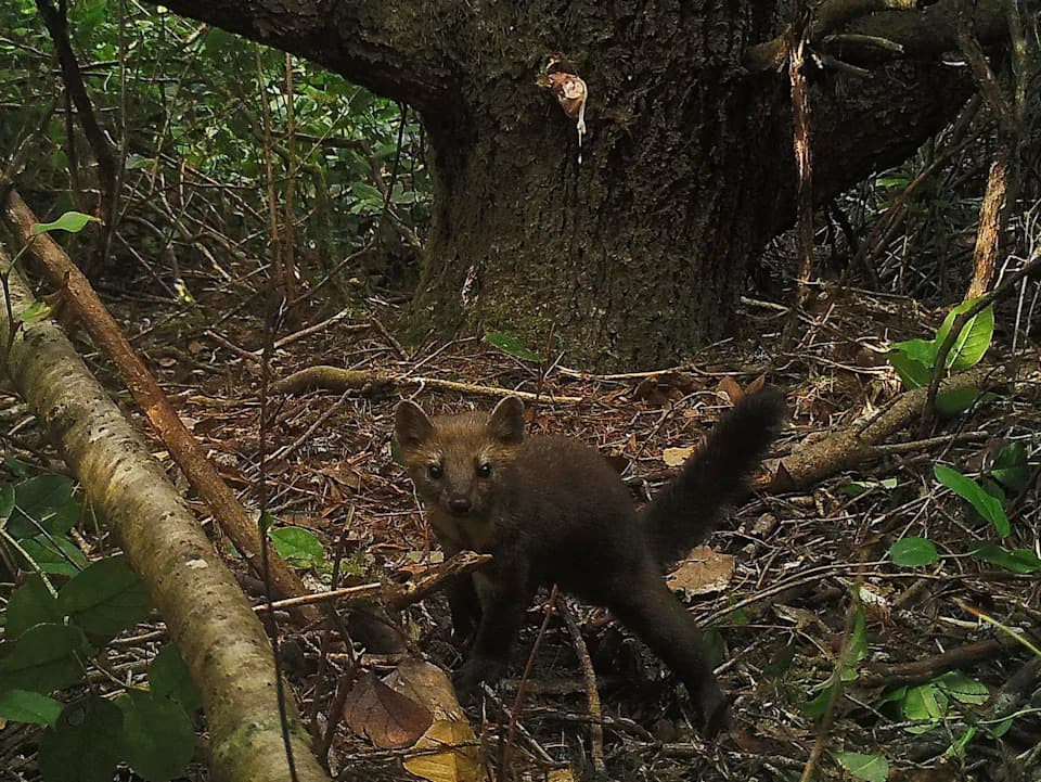 Elusive Coastal (Humboldt) Marten Photographed: OSU Study Identifies 46 Individuals and Reveals Key Habitat Needs