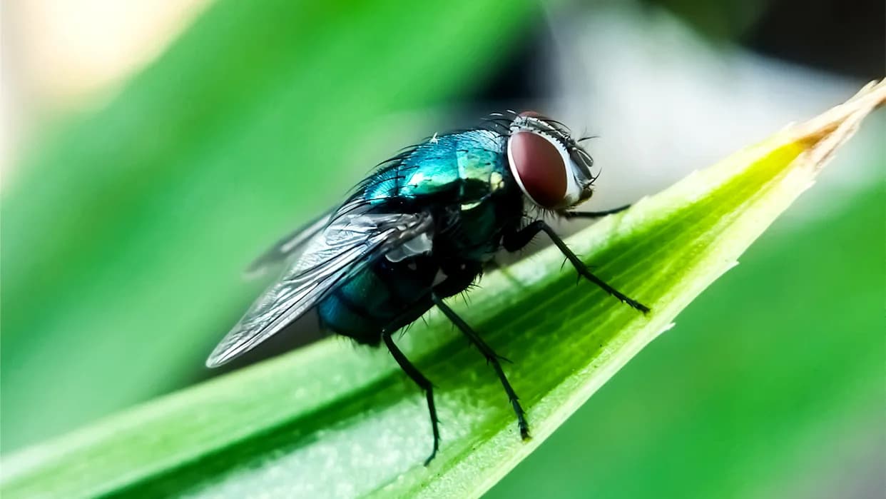 Gov. Abbott Declares Statewide Disaster to Stop Screwworm Fly, Boosts $750M USDA Partnership