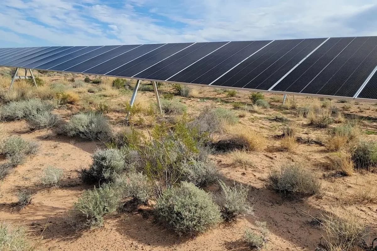 Solar Farm Nurtures Rare Mojave Plant: Study Shows ‘Ecovoltaics’ Can Boost Biodiversity