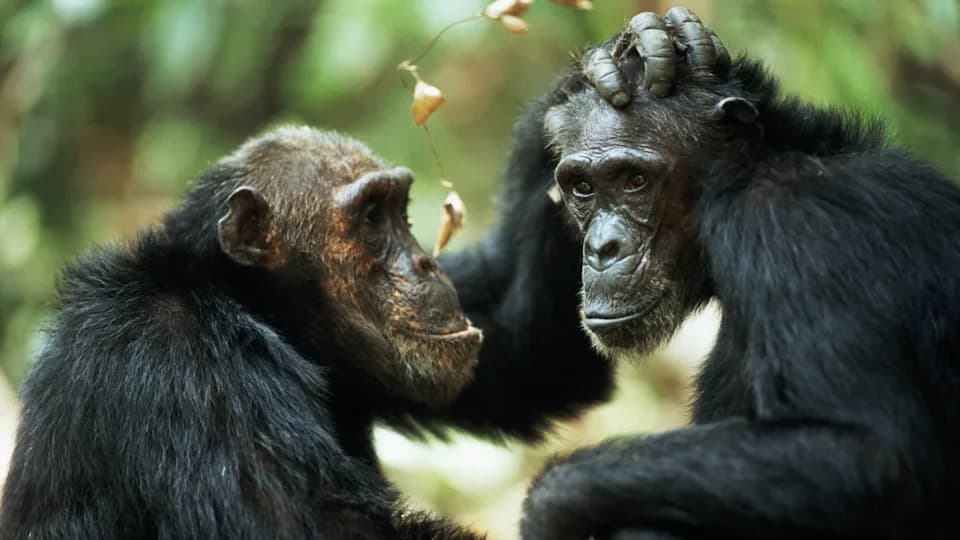 Same-Sex Sexual Behavior in Primates May Be an Evolutionary Strategy to Cope With Harsh Environments, Study Finds