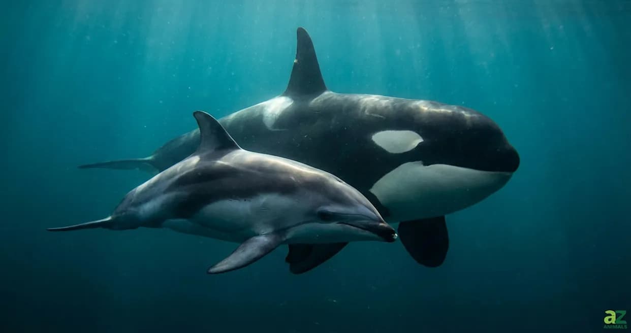 Orcas 'Eavesdrop' on Dolphins: New Study Shows Coordinated Salmon Hunts