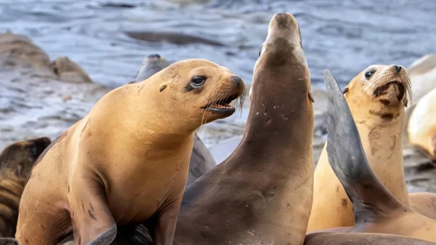 Gutting the Marine Mammal Protection Act Would Harm Wildlife — and Coastal Jobs