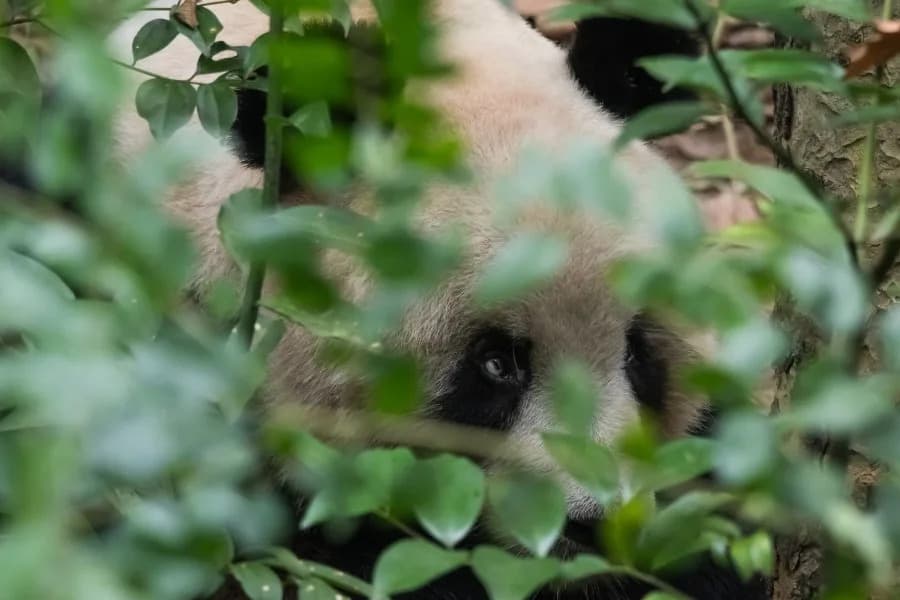 China Detains Two Over AI-Altered Photo of Male Pandas; Authorities Cite 'Fake News'