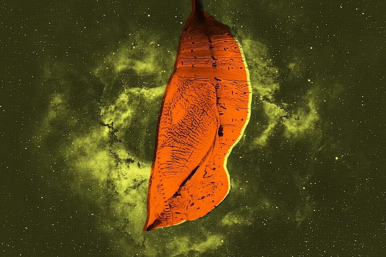 Young 'Little Red Dots' May Be Black Holes Wrapped in Gas Cocoons, Study Finds