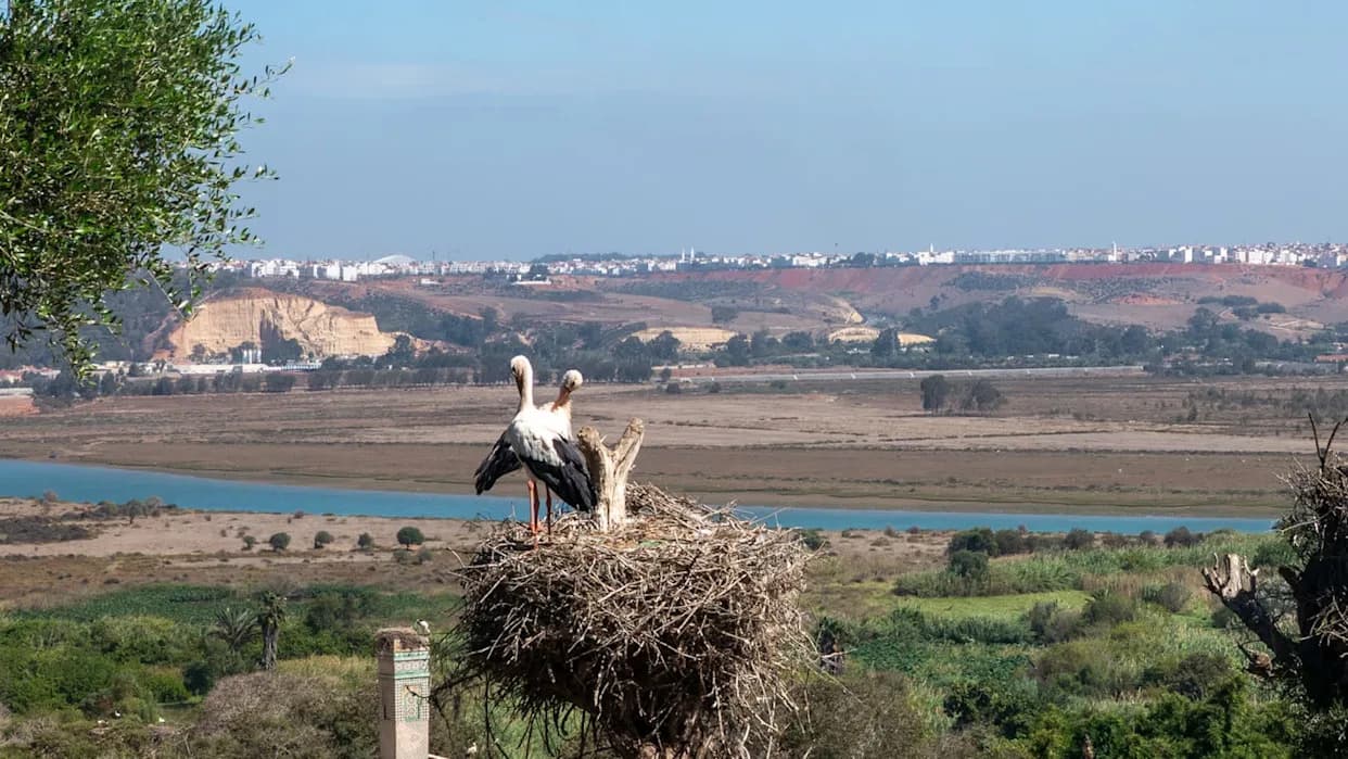 Scientists Warn: Storks Are Overwintering in Iğdır, Turkey as Migration Patterns Shift