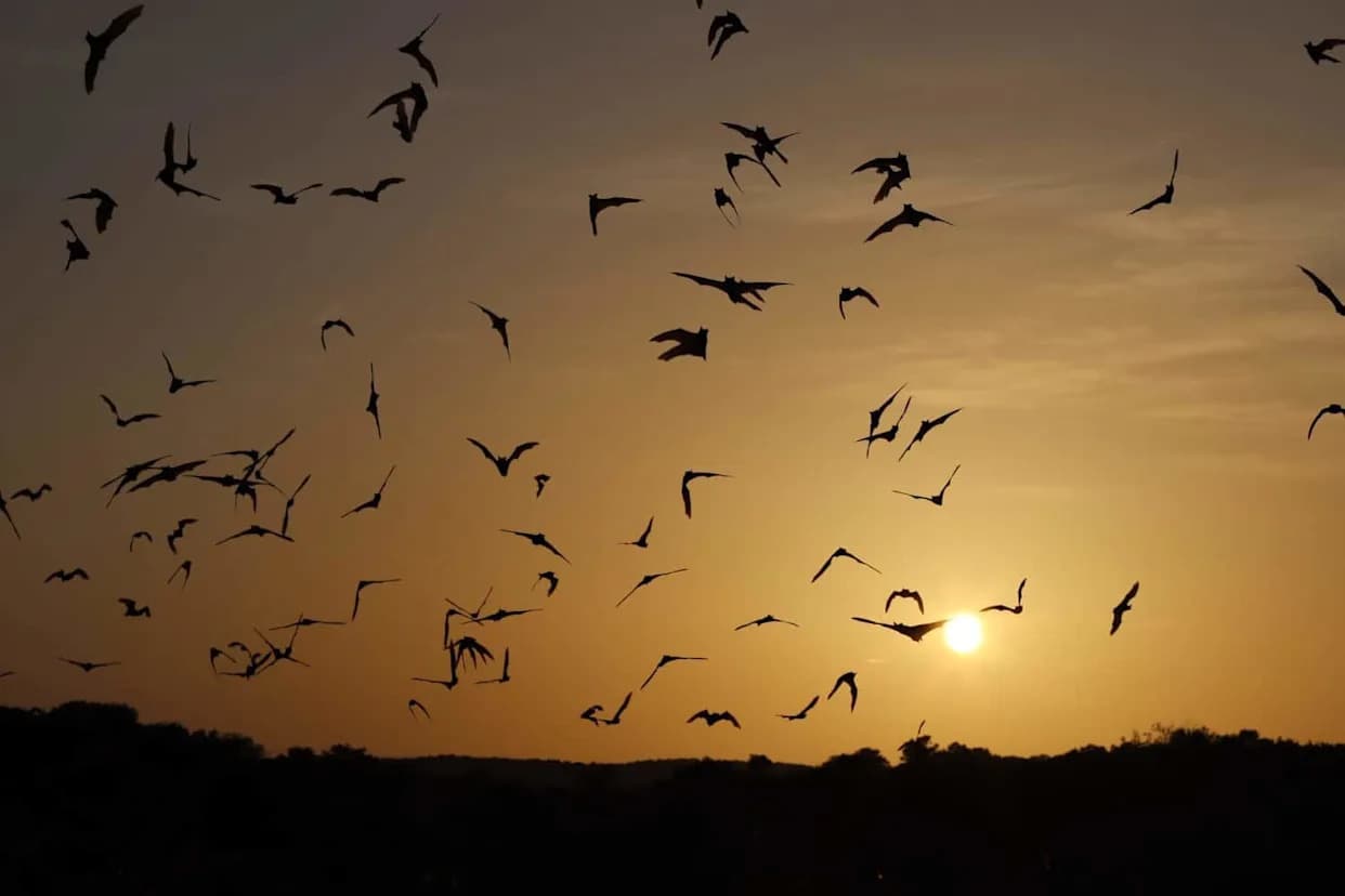 How Bats’ “Acoustic Flow” Could Teach Drones to Fly Through Forests and Cities