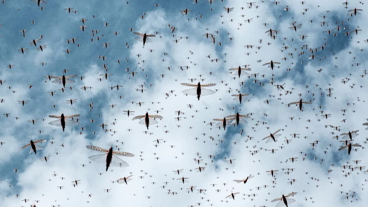 Protein-Rich Crops May Deter Locust Swarms — Senegal Field Trials Show Promise