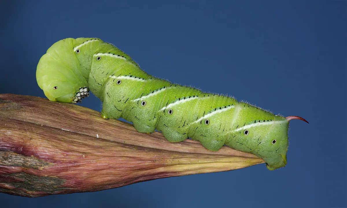 How Tobacco Hornworms 'Hear' Danger: Body Hairs Let Caterpillars Detect Approaching Predators