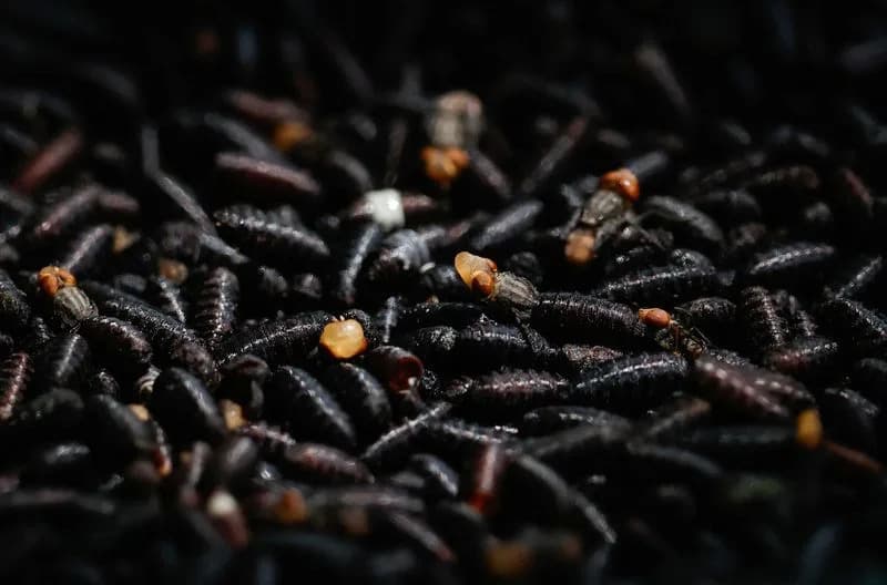 USDA Deploys Fluorescent Sterile Flies Near U.S.-Mexico Border to Halt Screwworm Spread