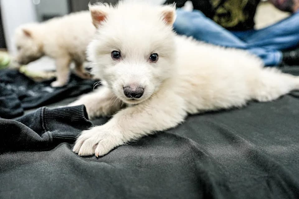 Colossal BioVault: Colossal Biosciences and UAE Build a ‘Modern-Day Noah’s Ark’ for Endangered Species