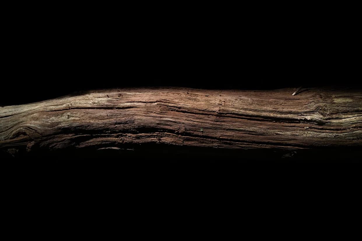 430,000-Year-Old Wooden Implements From Greece May Be the Oldest Handheld Tools