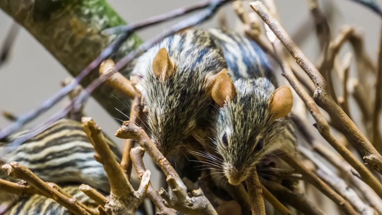 Researchers Warn Heat Is Raising Physiological Stress In African Striped Mice