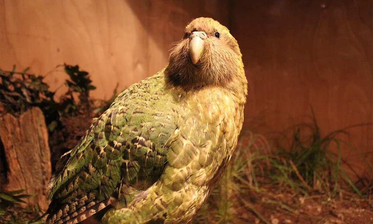 A Million-Year Reset: Volcanoes and Ice Reshaped New Zealand’s Bird Fauna