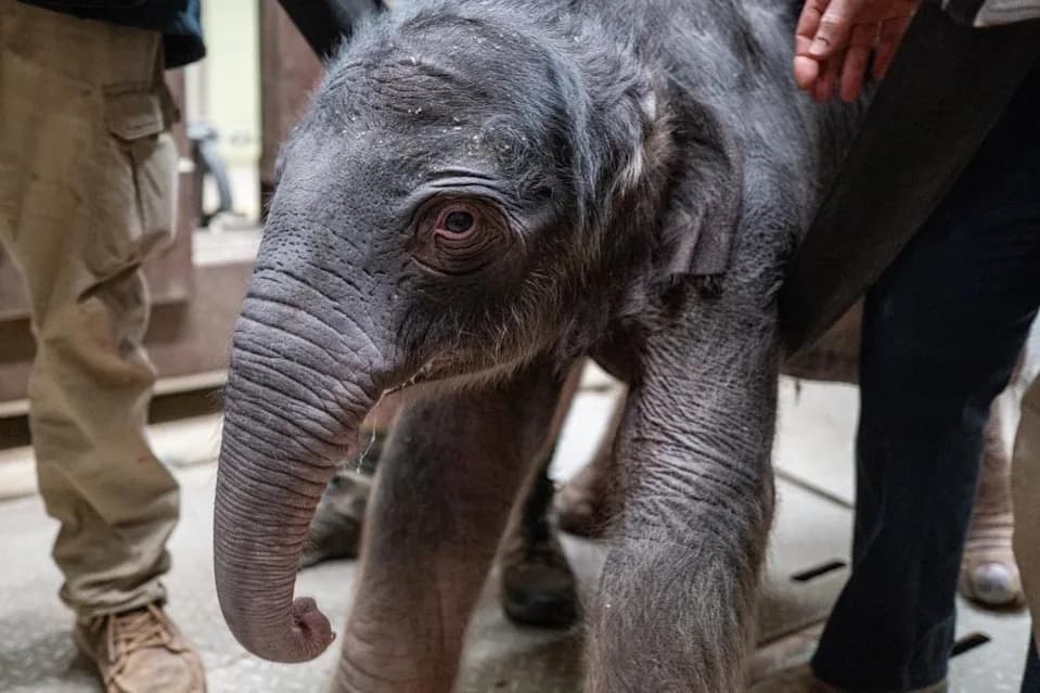 Asian Elephant Calf Born At Smithsonian National Zoo — First In Nearly 25 Years