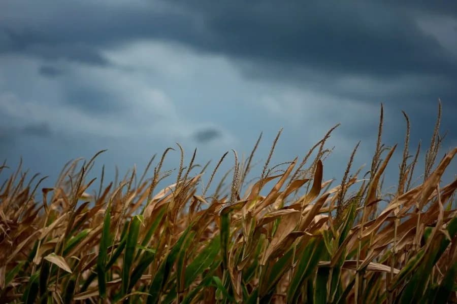 How Renewable Fuels Could Lower Food Prices and Stabilize U.S. Agriculture