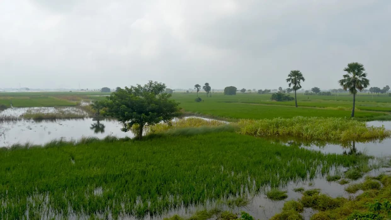 Flooding Wipes Out Kharif Harvests and Leaves 2,000 Acres Waterlogged in Bhiwani — Farmers Face a 'Double Blow'