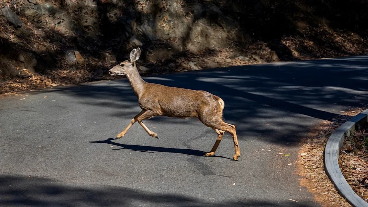 California Approves Ground-Based Sharpshooter Plan To Remove Invasive Deer From Catalina Island