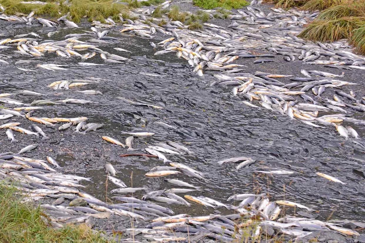 Over 4 Million Farmed Salmon Died in Tasmania in 2025 — EPA Data Reveals Causes and Calls for Stronger Oversight
