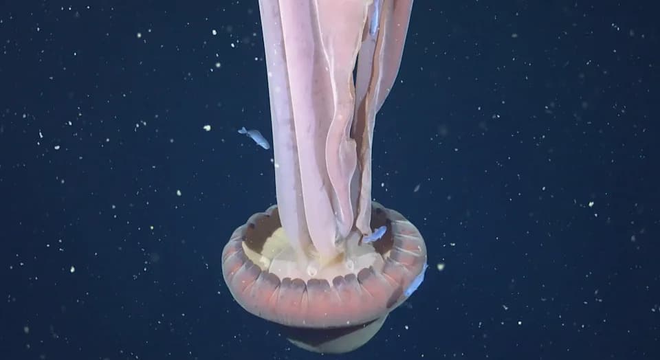 Watch: Bus-Sized 'Phantom' Jellyfish Filmed 820 Feet Below Argentina — Rare Deep‑Sea Discovery