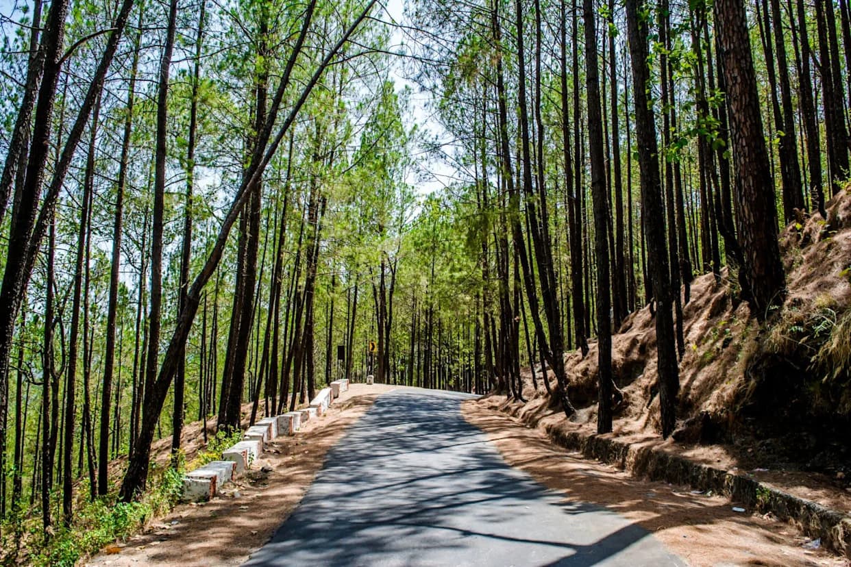 Scientists Warn Of 'False Spring' As Dry Winter Triggers Hydrological Drought In Uttarakhand