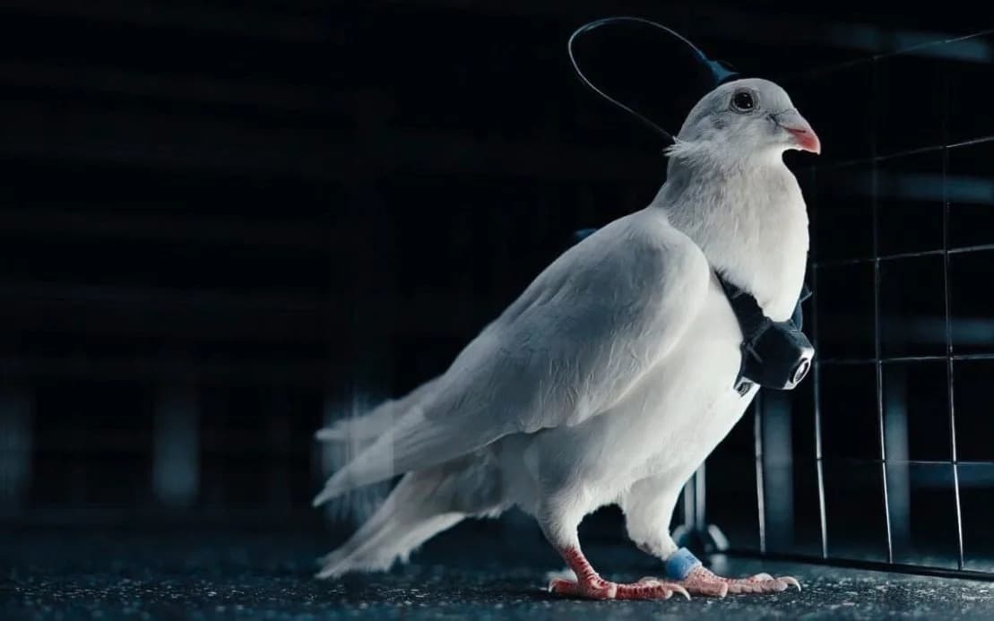 Russia’s 'Pigeon Drones': Neural Implants Turn Birds Into Remote Surveillance Platforms