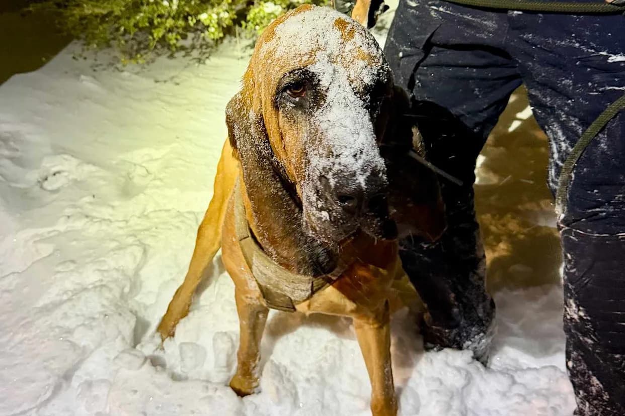 Hero K-9 Bo Tracks Missing 13-Year-Old With Special Needs Through Gastonia Snowstorm