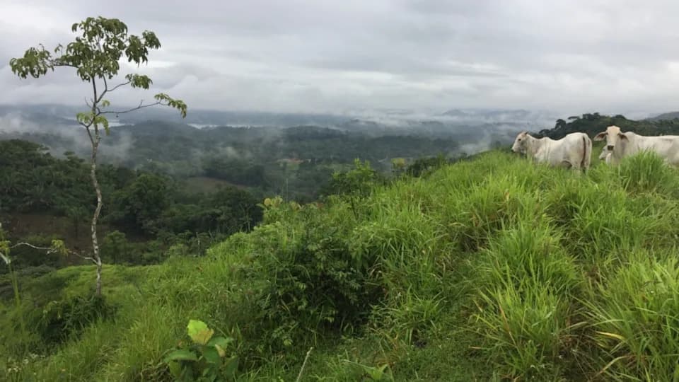 Nitrogen Boosts Young Tropical Forest Recovery — Study Shows Nearly Double Growth In Former Pastures