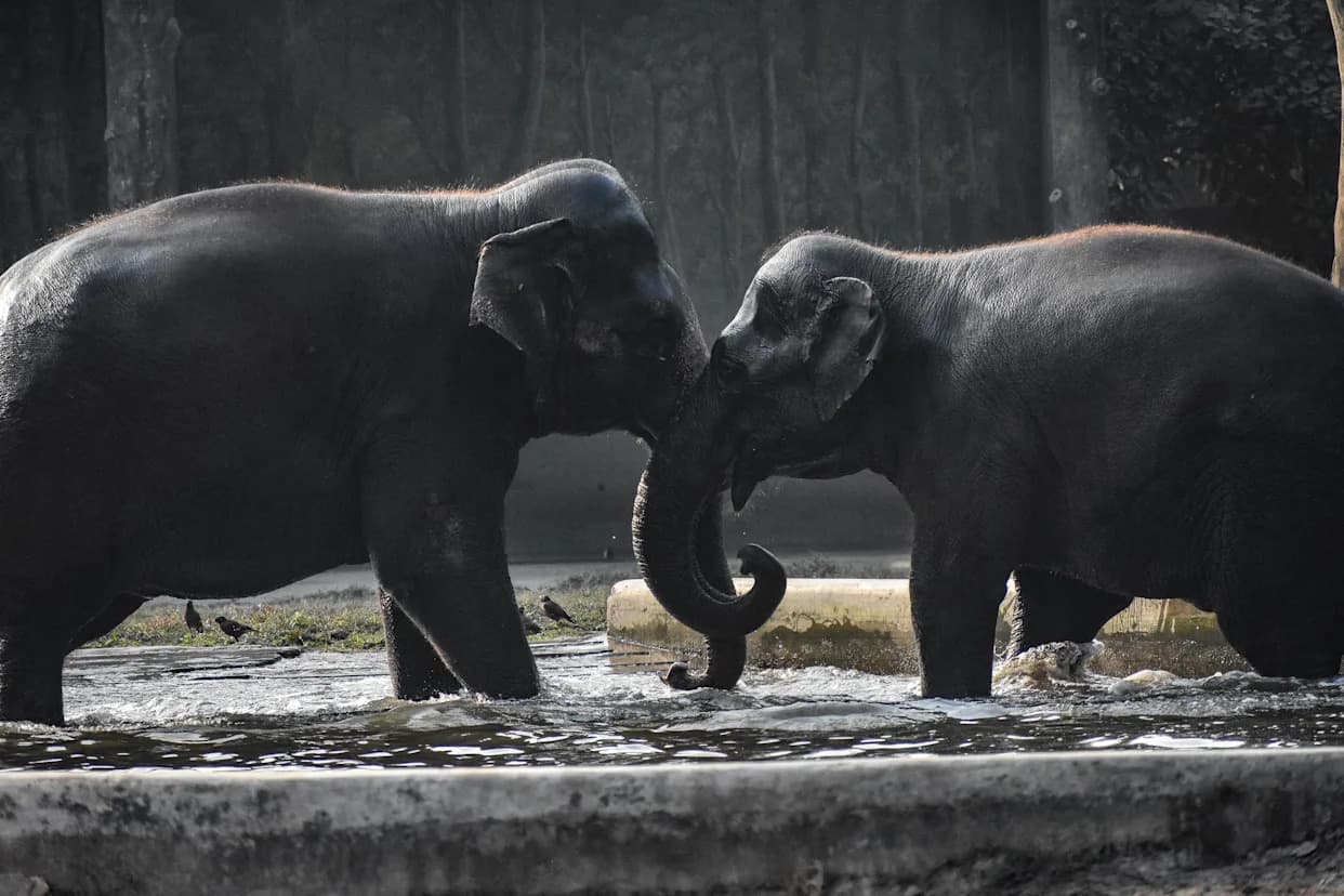 Colossal and the U.A.E. Launch a Massive BioVault to Archive DNA From 10,000 Animal Species