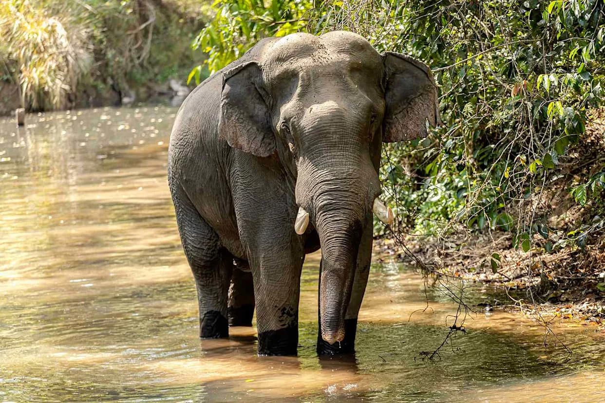 Khao Yai Campsite Closed After Wild Bull Elephant Kills Tourist — Same Elephant Linked To Third Fatality