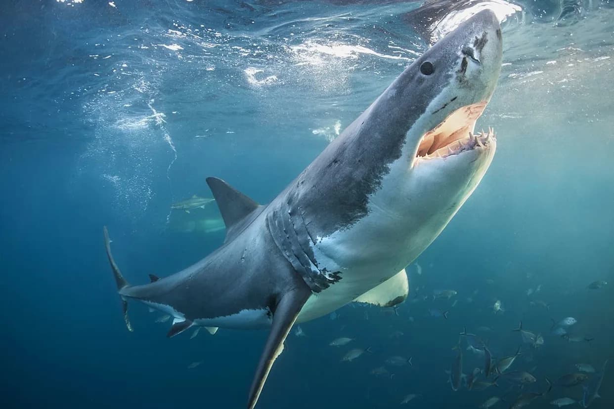 1,009‑Pound Great White 'Ernst' Surfaces Unusually Close to Alabama After 3,217‑Mile Migration