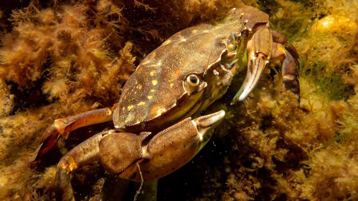 Marine Heat Waves Could Raise Mangrove Fiddler Crab Deaths By Up To 34%, Study Warns