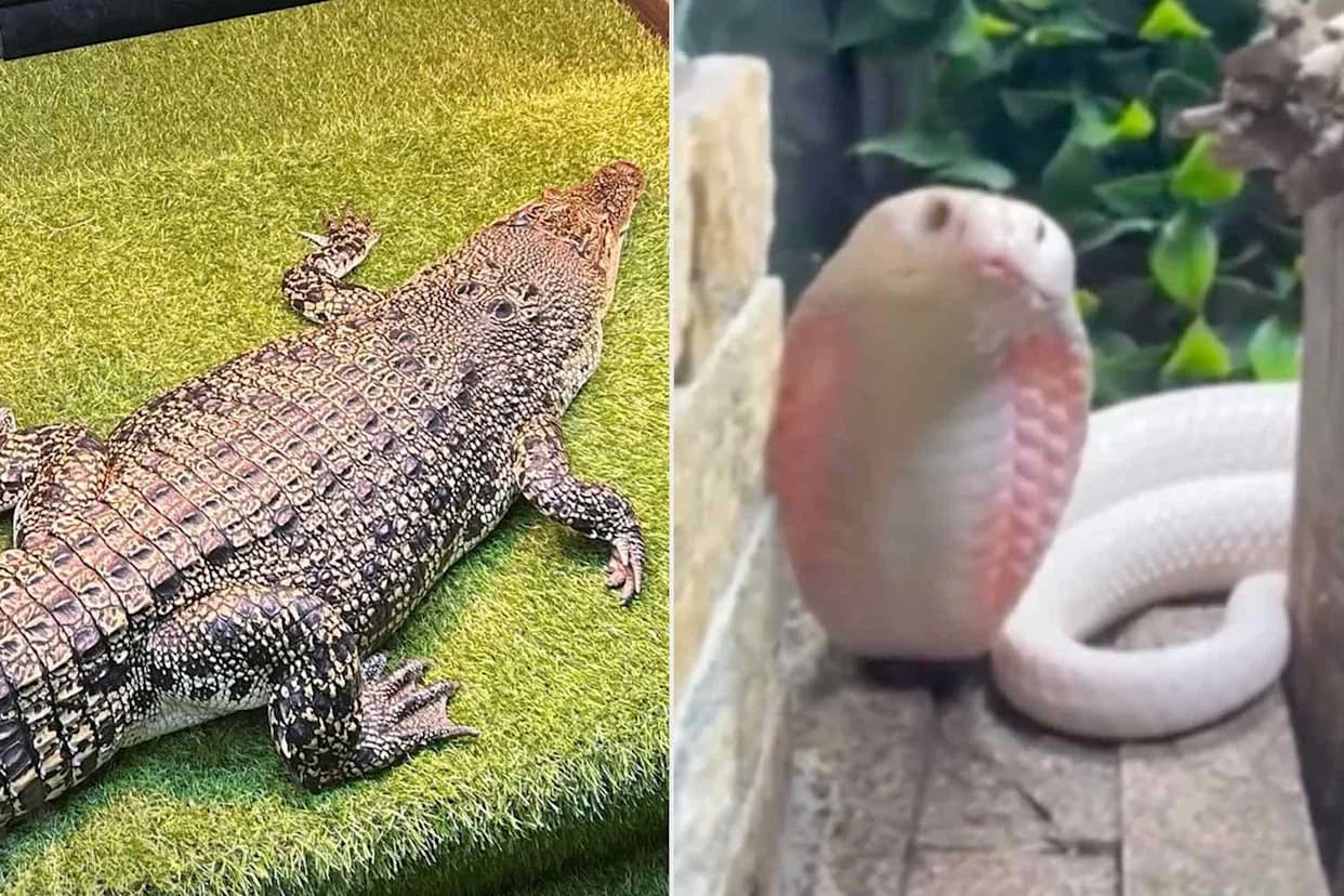 Cops Seize 1.2m Crocodile, 38 Snakes and Suspected Cannabis Farm in Bizarre NSW Raid