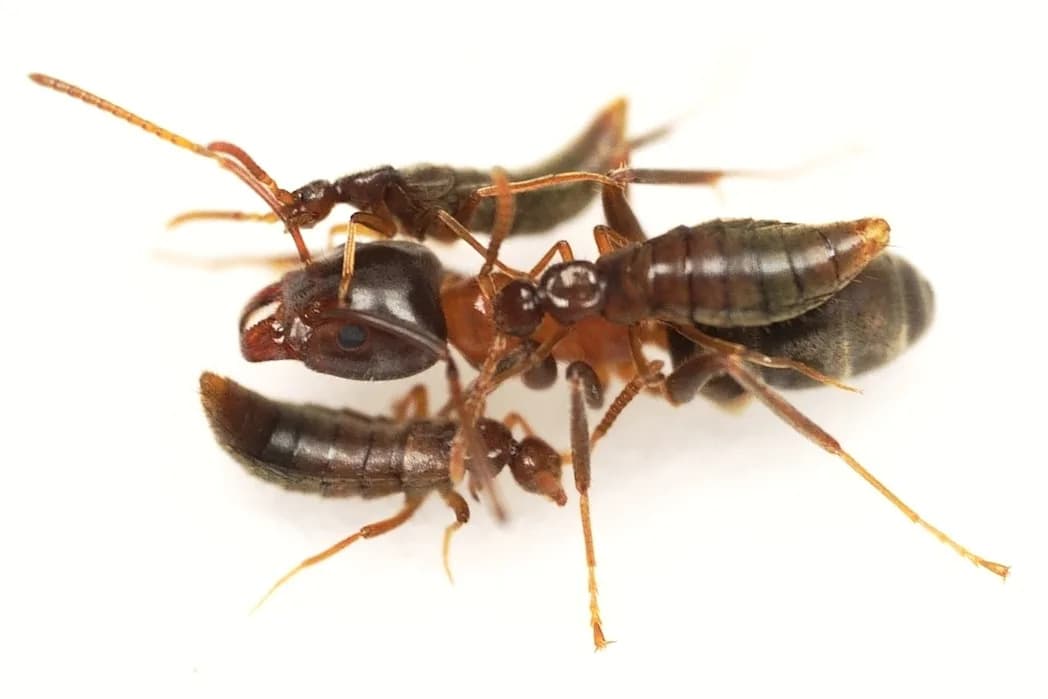 How Beetles Steal Ants' Scent to Live Undetected — and Why They Can't Survive Alone